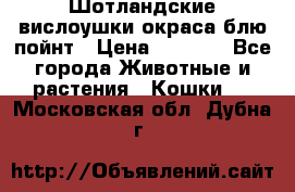 Шотландские вислоушки окраса блю пойнт › Цена ­ 4 000 - Все города Животные и растения » Кошки   . Московская обл.,Дубна г.